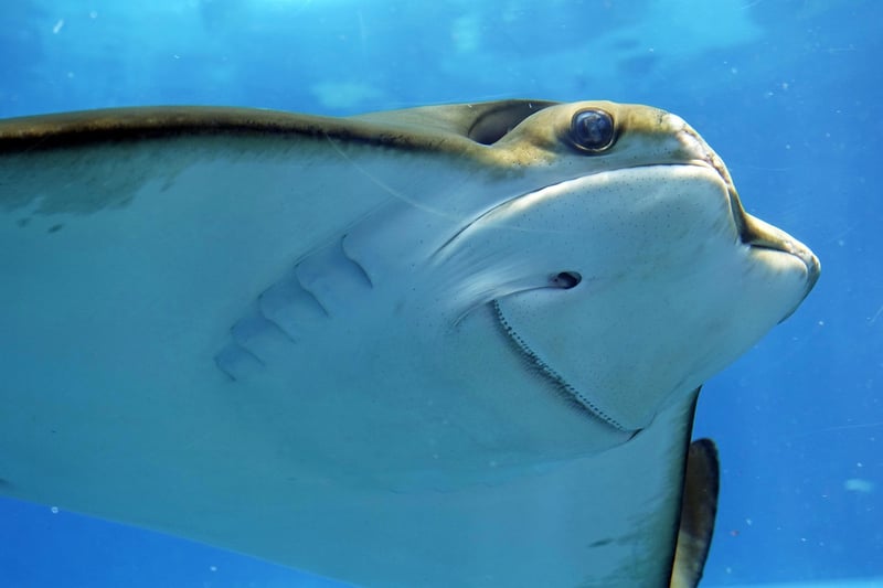 Underwater Elegance